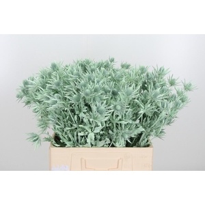 Eryn Orion Kl Bh Mint Groen