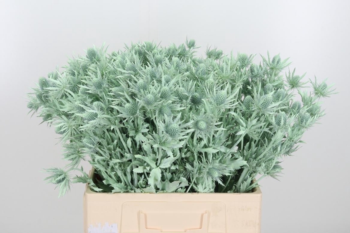 <h4>Eryn Orion Kl Bh Mint Groen</h4>