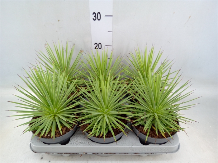 <h4>Agave stricta 'Nana'</h4>