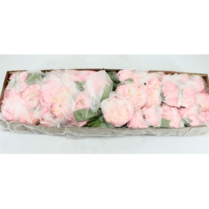 Hydr M Pink & Green Tinted