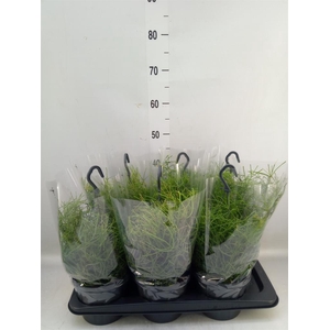 Rhipsalis clavata 'Easy Sweety'