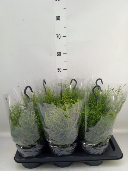 <h4>Rhipsalis clavata 'Easy Sweety'</h4>