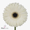 Gerbera diamond white house