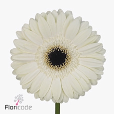 <h4>Gerbera diamond white house</h4>