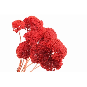 Achillea Orange