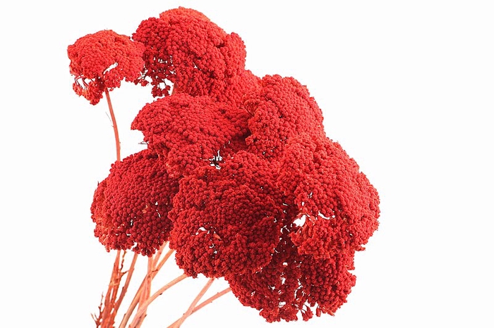 <h4>Achillea Orange</h4>