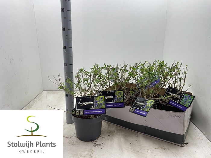 <h4>CARYO CLANDONENSIS</h4>