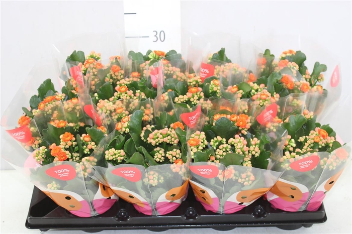 <h4>Kalanchoe Calandiva Oranje</h4>