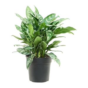 Aglaonema 'Maria' (50-60)