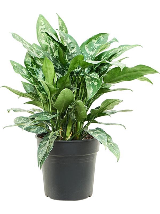<h4>Aglaonema 'Maria' (50-60)</h4>