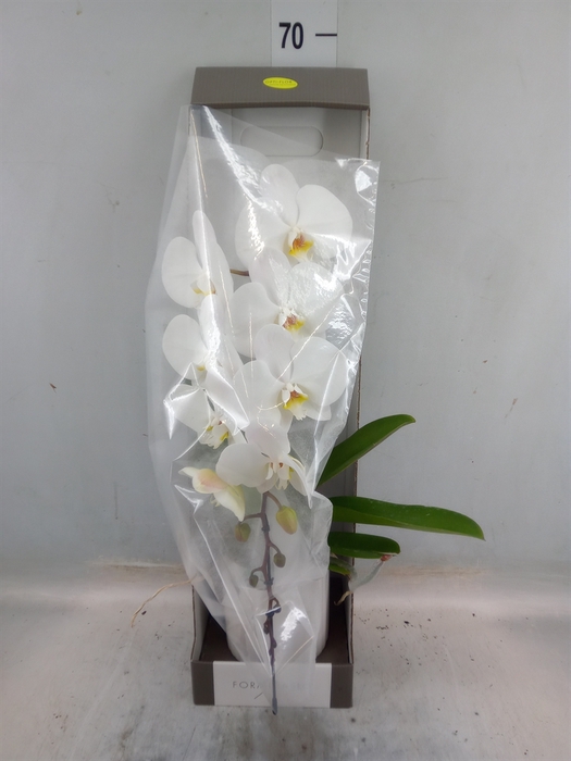 <h4>Phalaenopsis   ...white</h4>