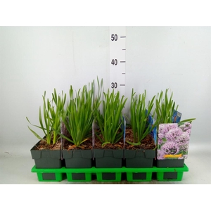 Allium senescens