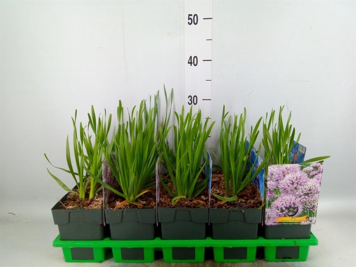 <h4>Allium senescens</h4>