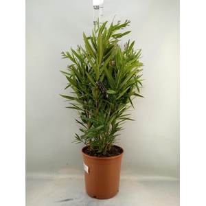 Nerium oleander   ...