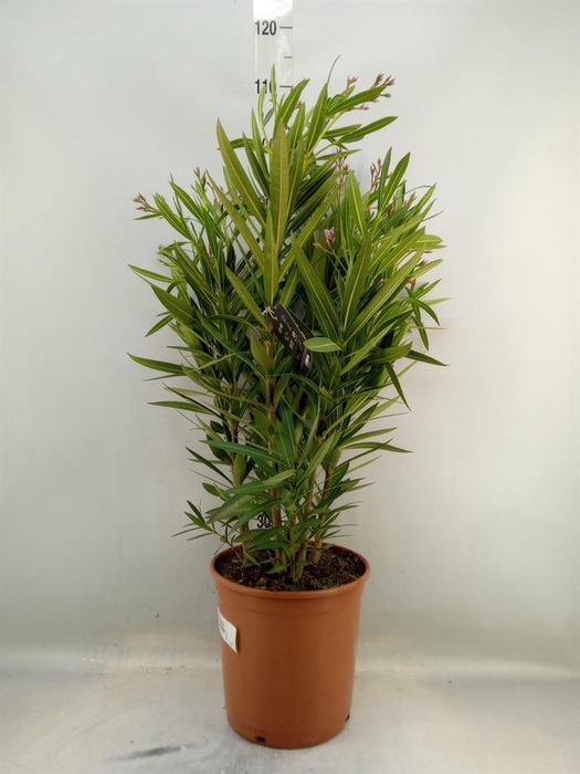 <h4>Nerium oleander   ...</h4>