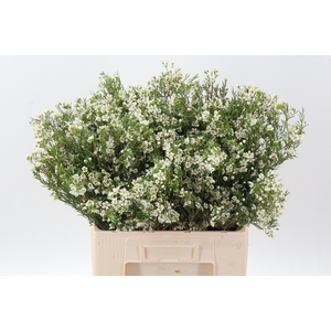 Chame Denmark Pearl