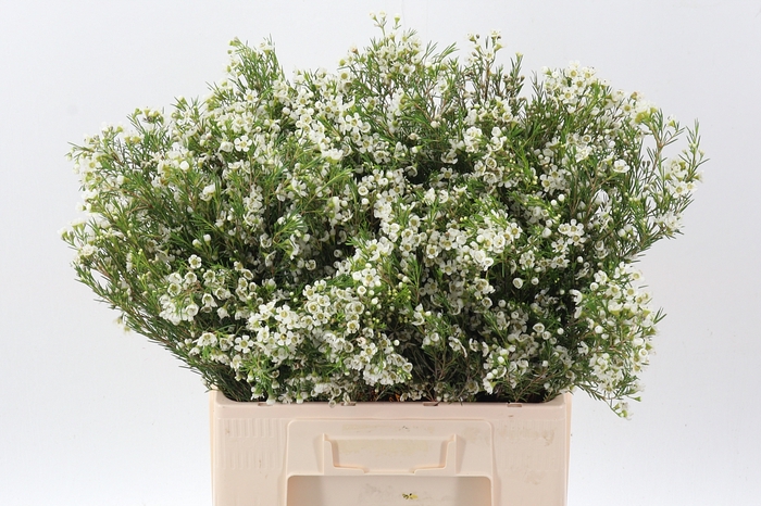 <h4>Chame Denmark Pearl</h4>