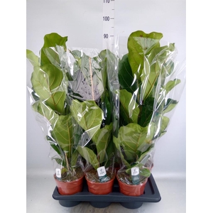 Ficus lyrata