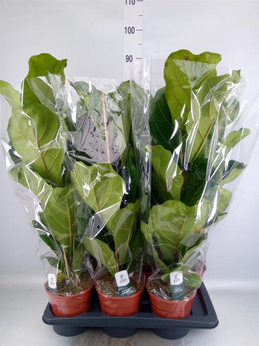 <h4>Ficus lyrata</h4>
