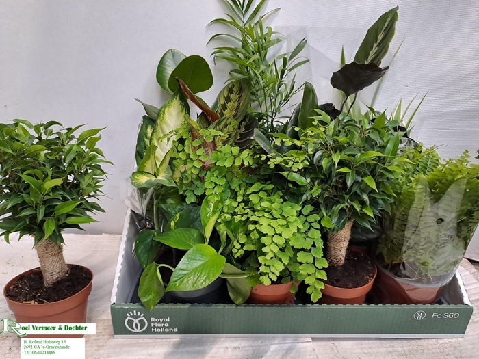 <h4>KAMERPL GEM OV</h4>