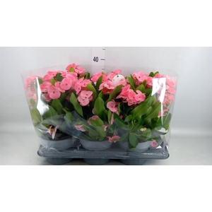 EUPHORBIA MILII   ... QUEEN CHARLOT