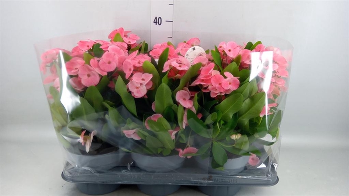 <h4>EUPHORBIA MILII ... QUEEN CHARLOT</h4>
