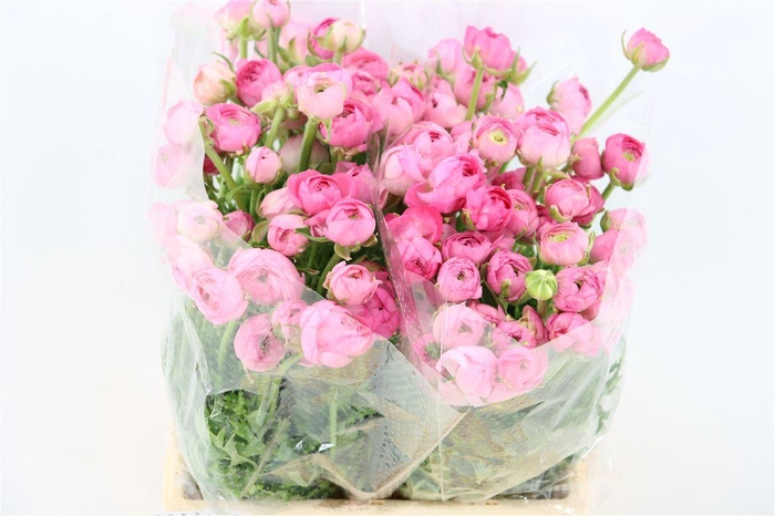 <h4>Ran Amandine Pink</h4>