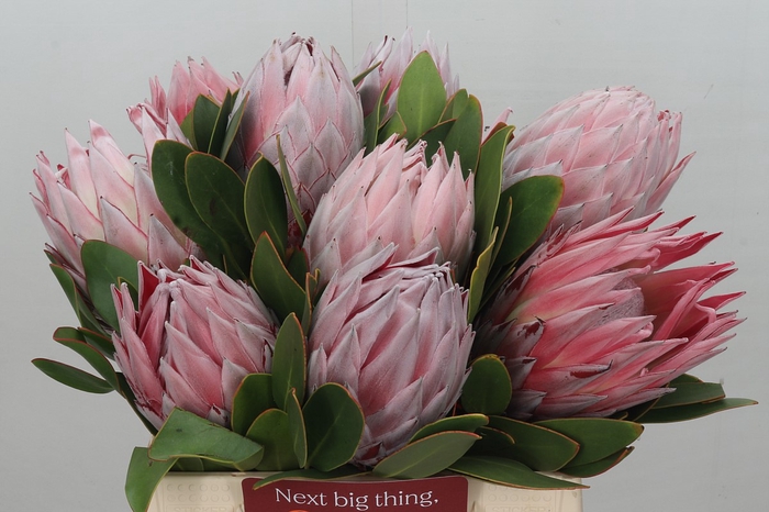 <h4>Protea Cynaroides</h4>