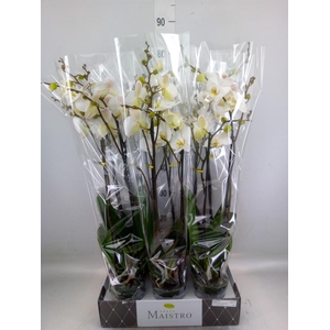 Phalaenopsis   ...white