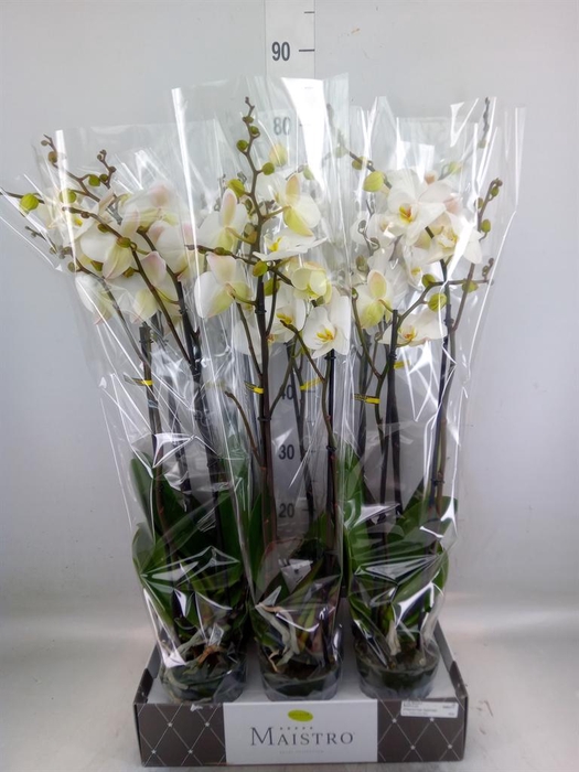 <h4>Phalaenopsis   ...white</h4>