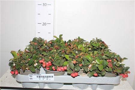 <h4>Gaulth Procumbens</h4>