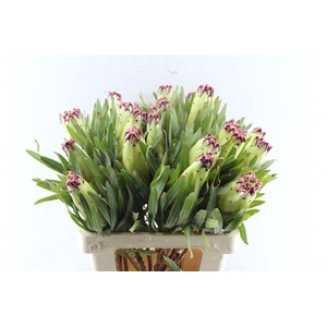 Protea N Limelight