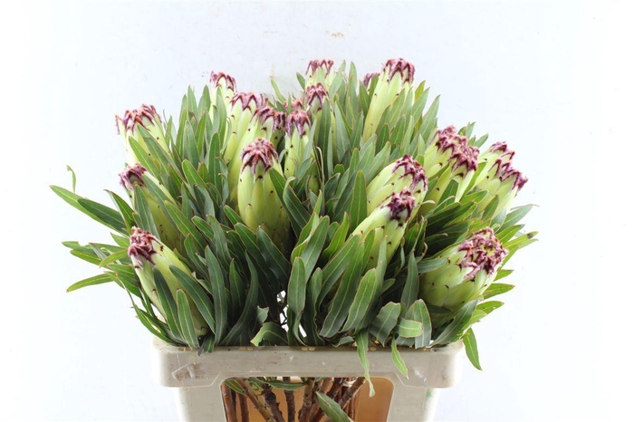 <h4>Protea N Limelight</h4>