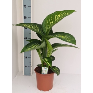 Dieffenbachia Tropic Snow