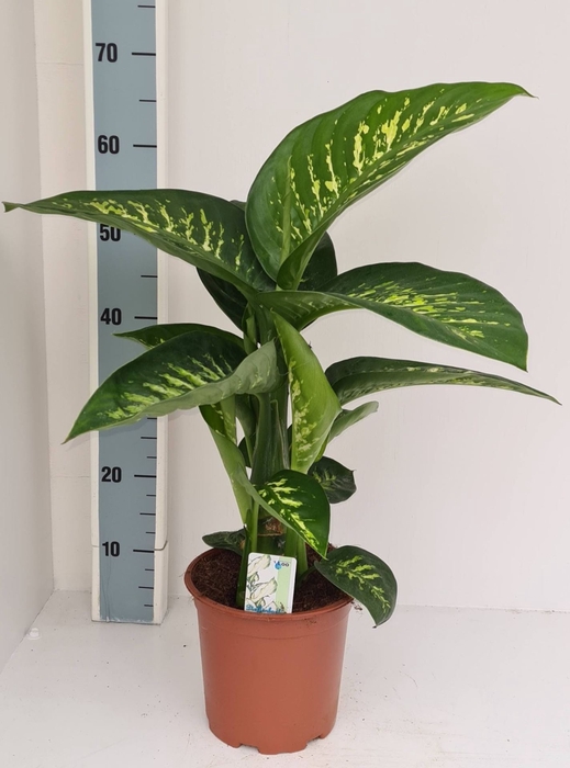 <h4>Dieffenbachia Tropic Snow</h4>