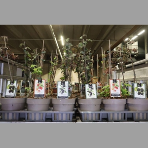 Fruitgoed Braam En Framboos Mixtray