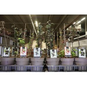 Fruitgoed Braam En Framboos Mixtray