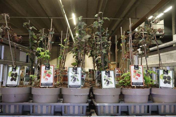 <h4>Fruitgoed Braam En Framboos Mixtray</h4>