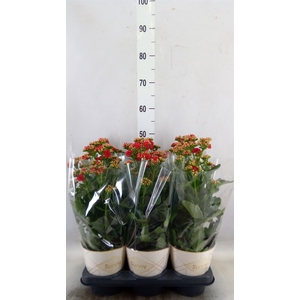 Kalanchoe  'Scarlet Red'