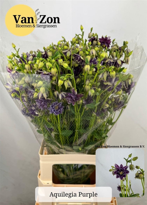 <h4>Aquilegia Purple</h4>