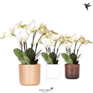 Phalaenopsis wit meer takken