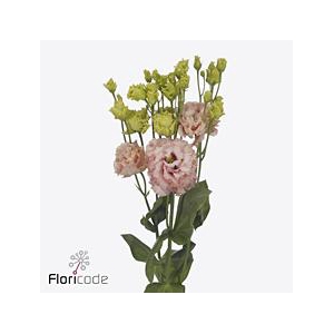 Lisianthus do alissa peach