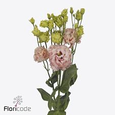 Lisianthus do alissa peach
