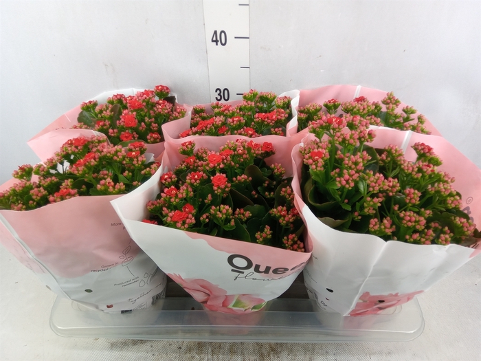 <h4>Kalanchoe  'RoseFlow Noelle'</h4>