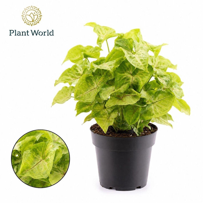 Syngonium