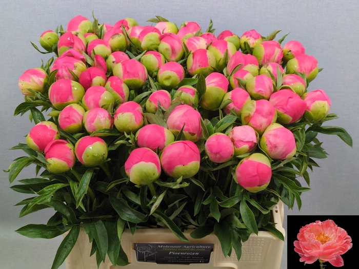 <h4>PAEO CORAL SUNSET</h4>