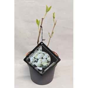 Hydrangea Arborescens 'Annabelle' 19 cm