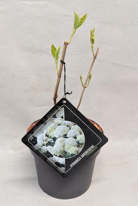 <h4>Hydrangea Arborescens 'Annabelle' 19 cm</h4>