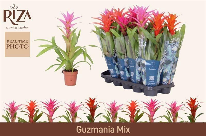 <h4>GUZM GEM 5 SRT</h4>