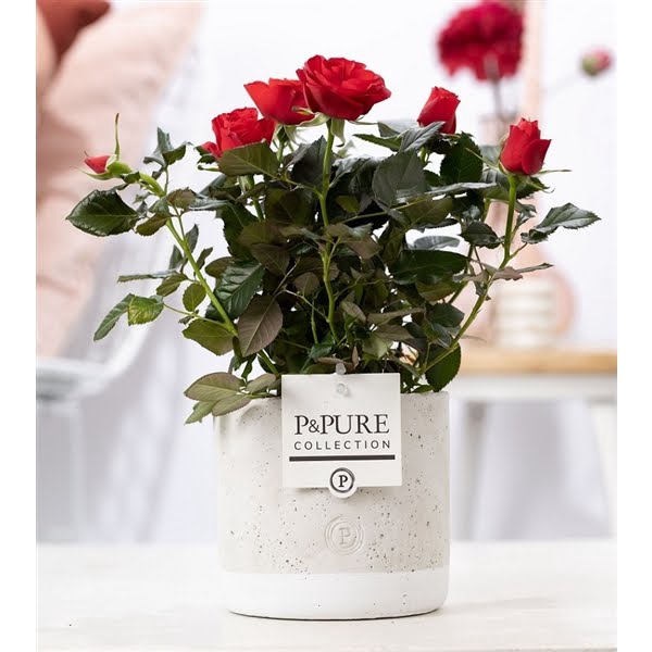 <h4>Rosa red in P&PURE Jade ceramics</h4>